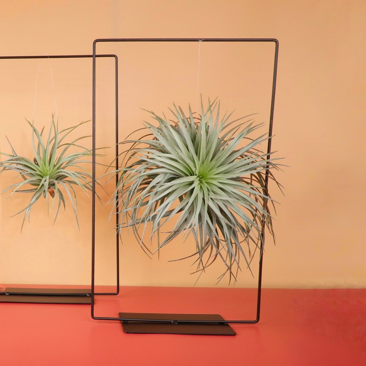 AIRPLANT HOLDER - RECTANGLE BLACK online bestellen bei potflourri
