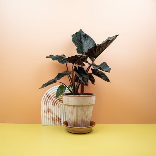 ALOCASIA ANTORO VELVET online bestellen bei potflourri