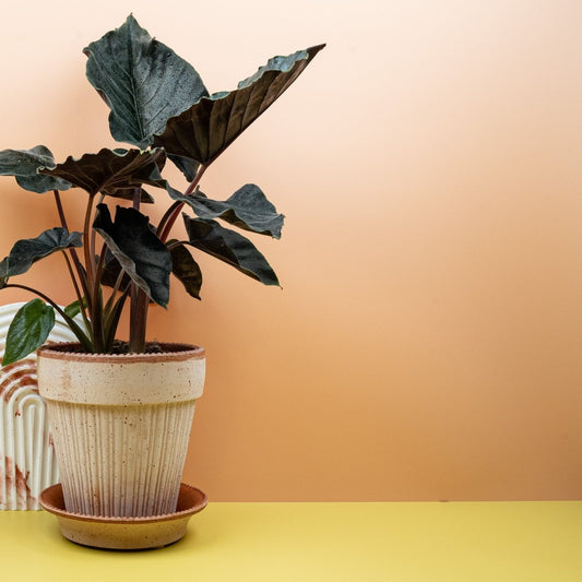 ALOCASIA ANTORO VELVET online bestellen bei potflourri
