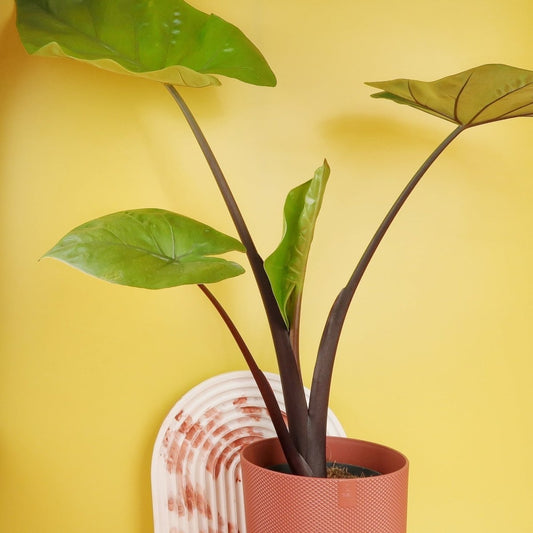 ALOCASIA BLACK COBRA online bestellen bei potflourri