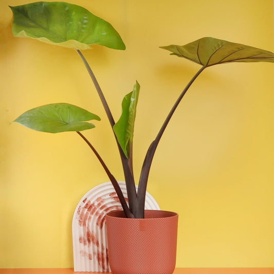 ALOCASIA BLACK COBRA online bestellen bei potflourri