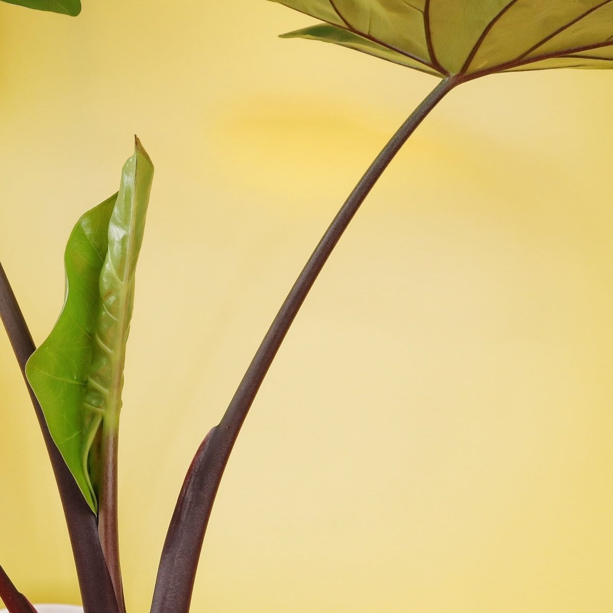 ALOCASIA BLACK COBRA online bestellen bei potflourri