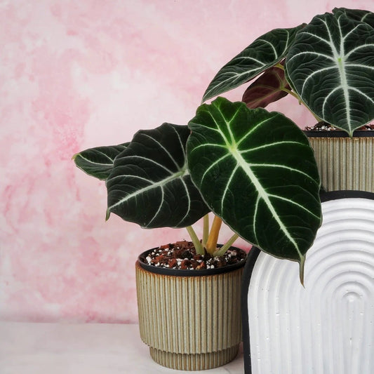 ALOCASIA BLACK VELVET online bestellen bei potflourri