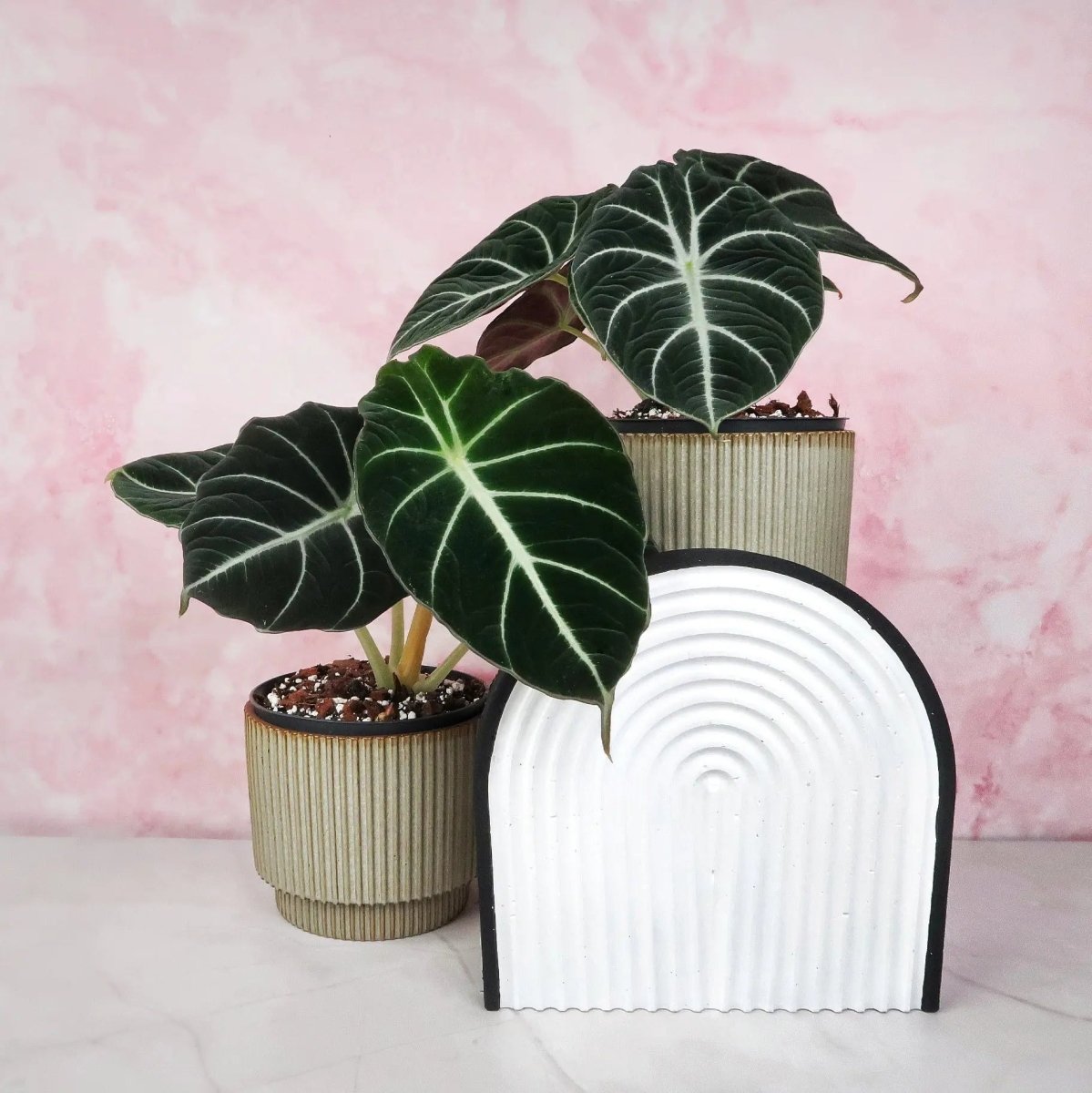 philodendron black velvet ALOCASIA BLACK VELVET online kaufen bei potflourri