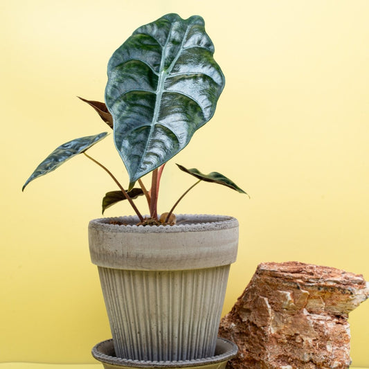 ALOCASIA CHANTRIERI online bestellen bei potflourri