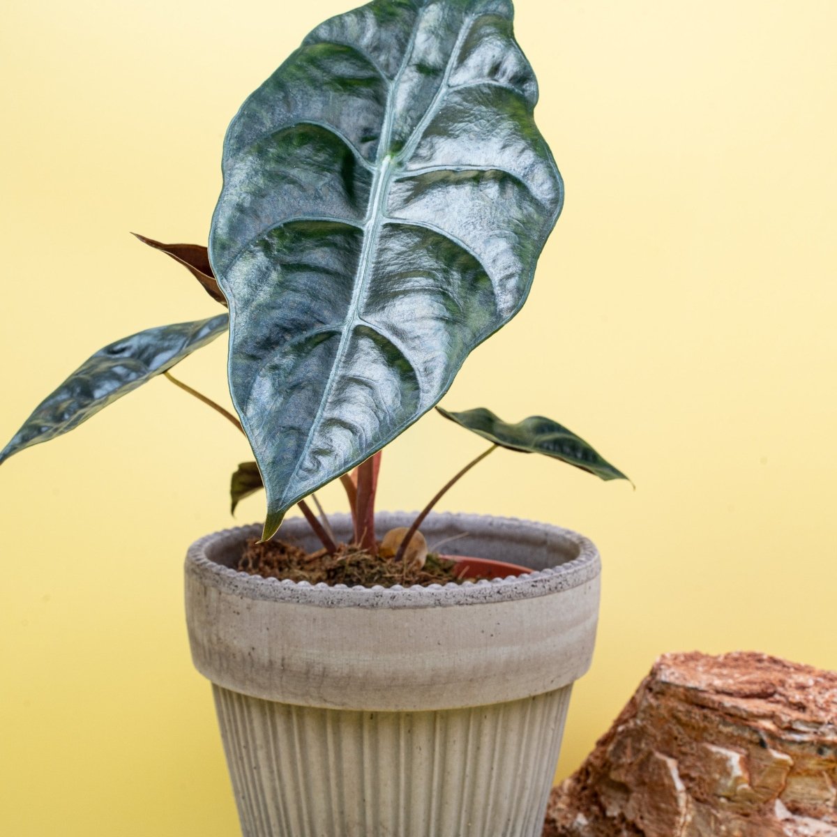 ALOCASIA CHANTRIERI online bestellen bei potflourri
