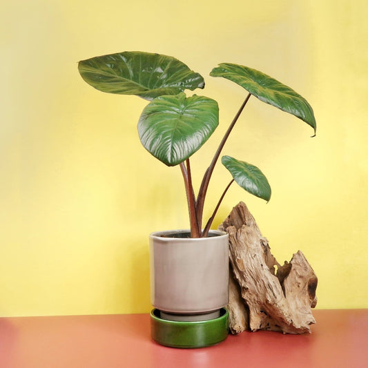 ALOCASIA CHOCOLATE GREEN online bestellen bei potflourri