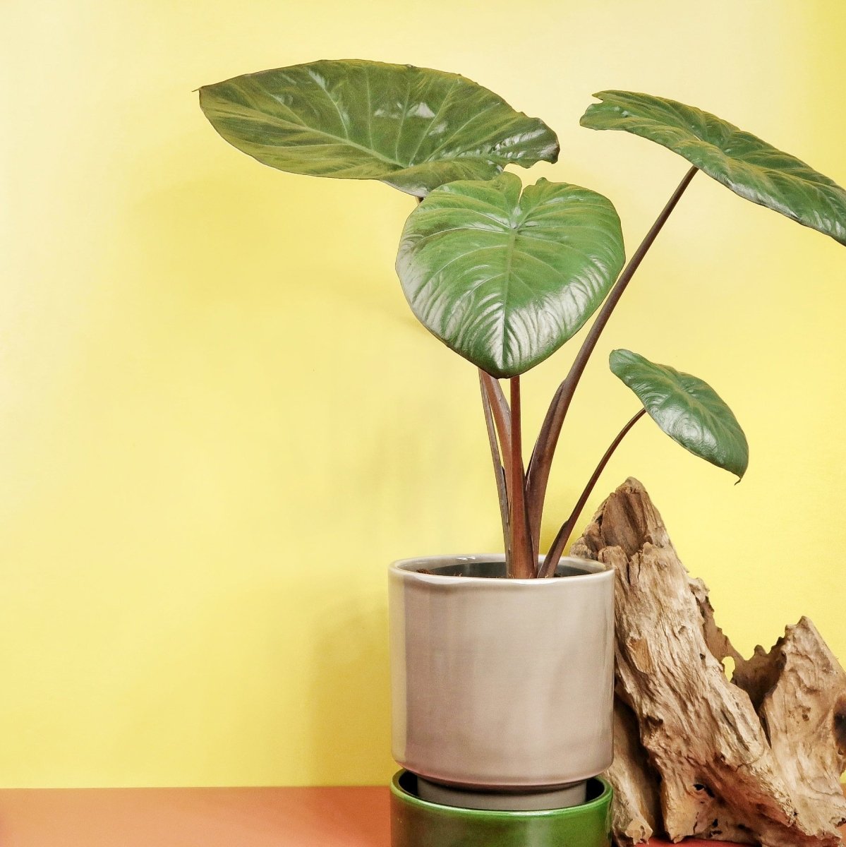 ALOCASIA CHOCOLATE GREEN online bestellen bei potflourri