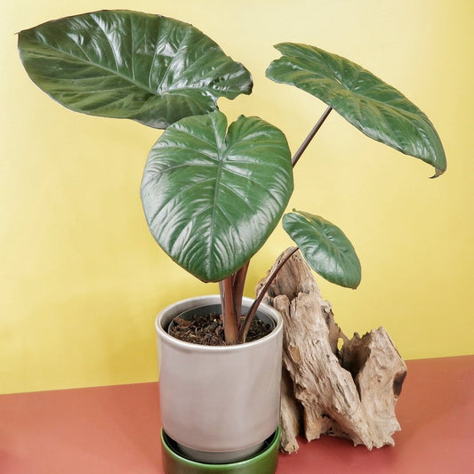 ALOCASIA CHOCOLATE GREEN online bestellen bei potflourri