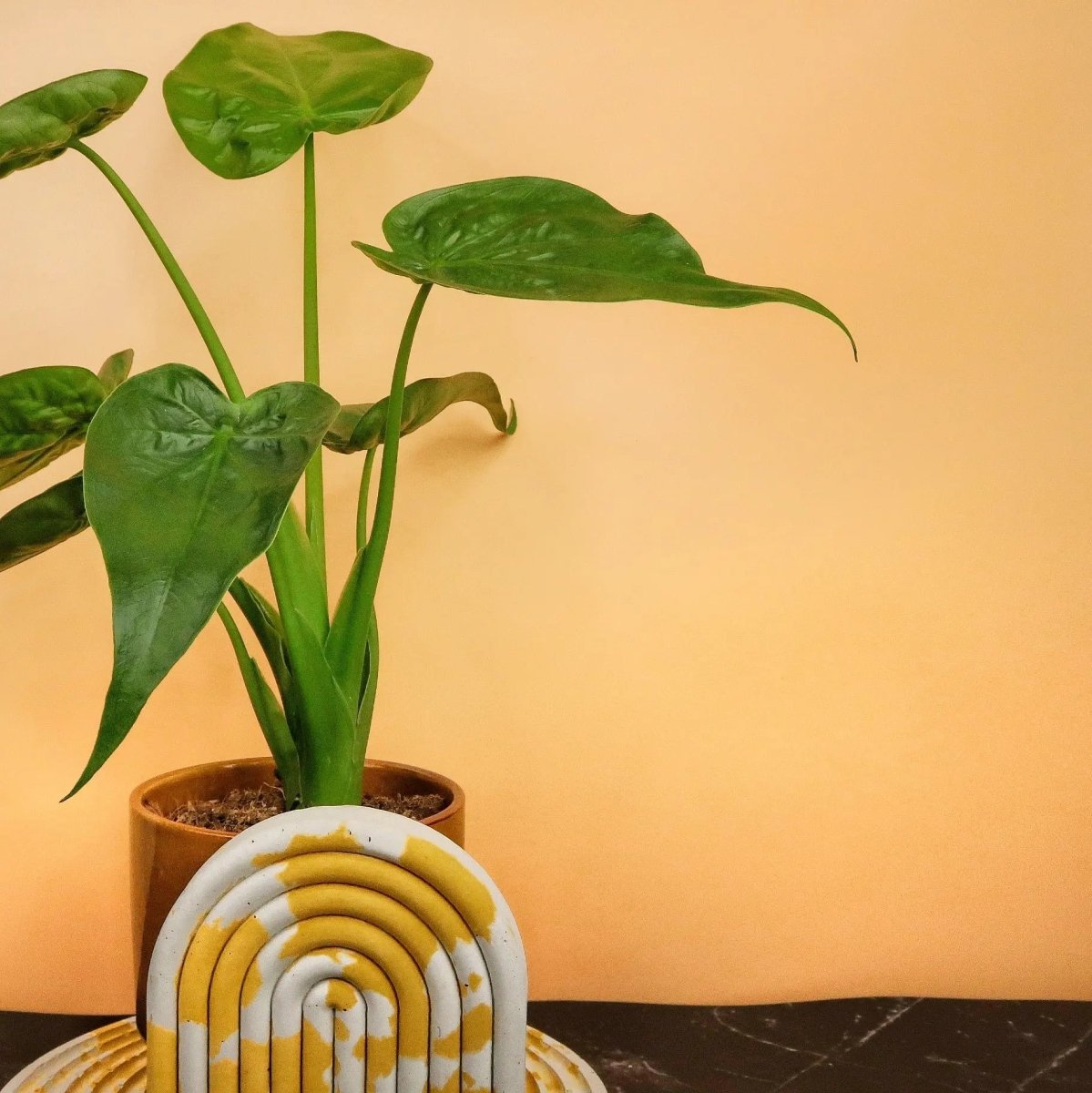 ALOCASIA CUCULLATA online bestellen bei potflourri