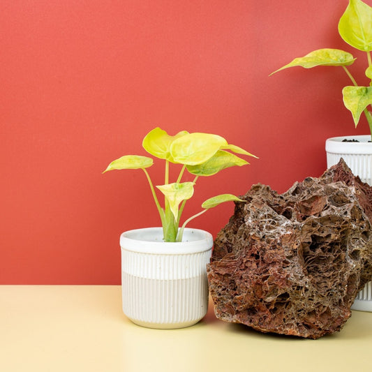 ALOCASIA CUCULLATA VARIEGATA MINT online bestellen bei potflourri