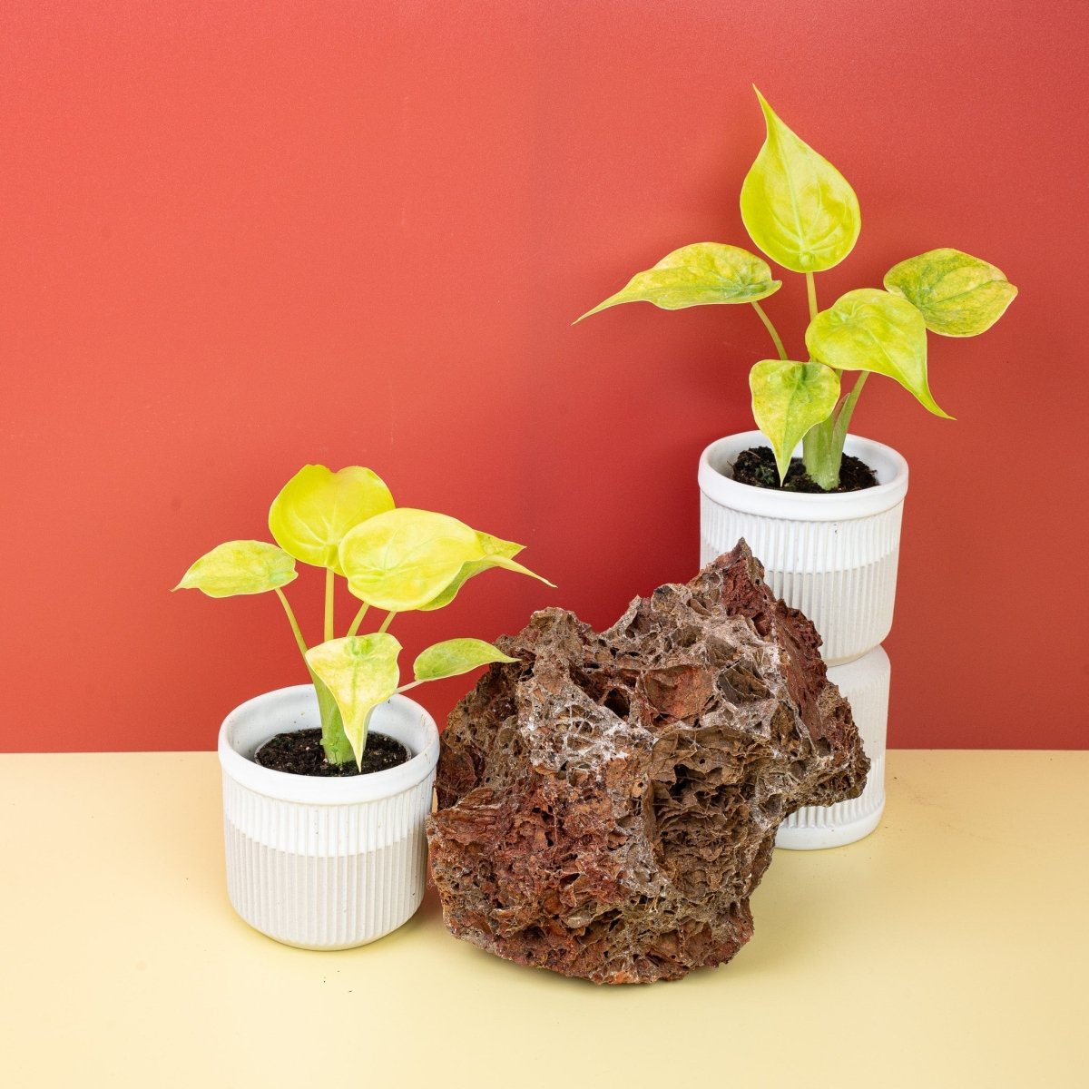 ALOCASIA CUCULLATA VARIEGATA MINT online bestellen bei potflourri