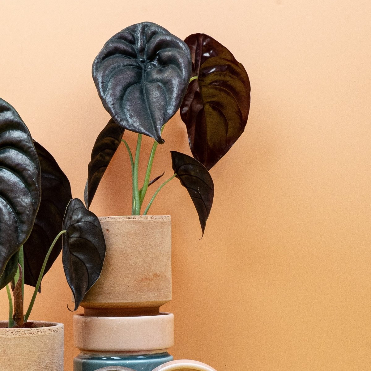 ALOCASIA CUPREA RED SECRET online bestellen bei potflourri