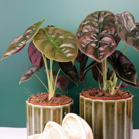 Alocasia Cuprea Red Secret – Zimmerpflanze mit Metallic-Optik – potflourri