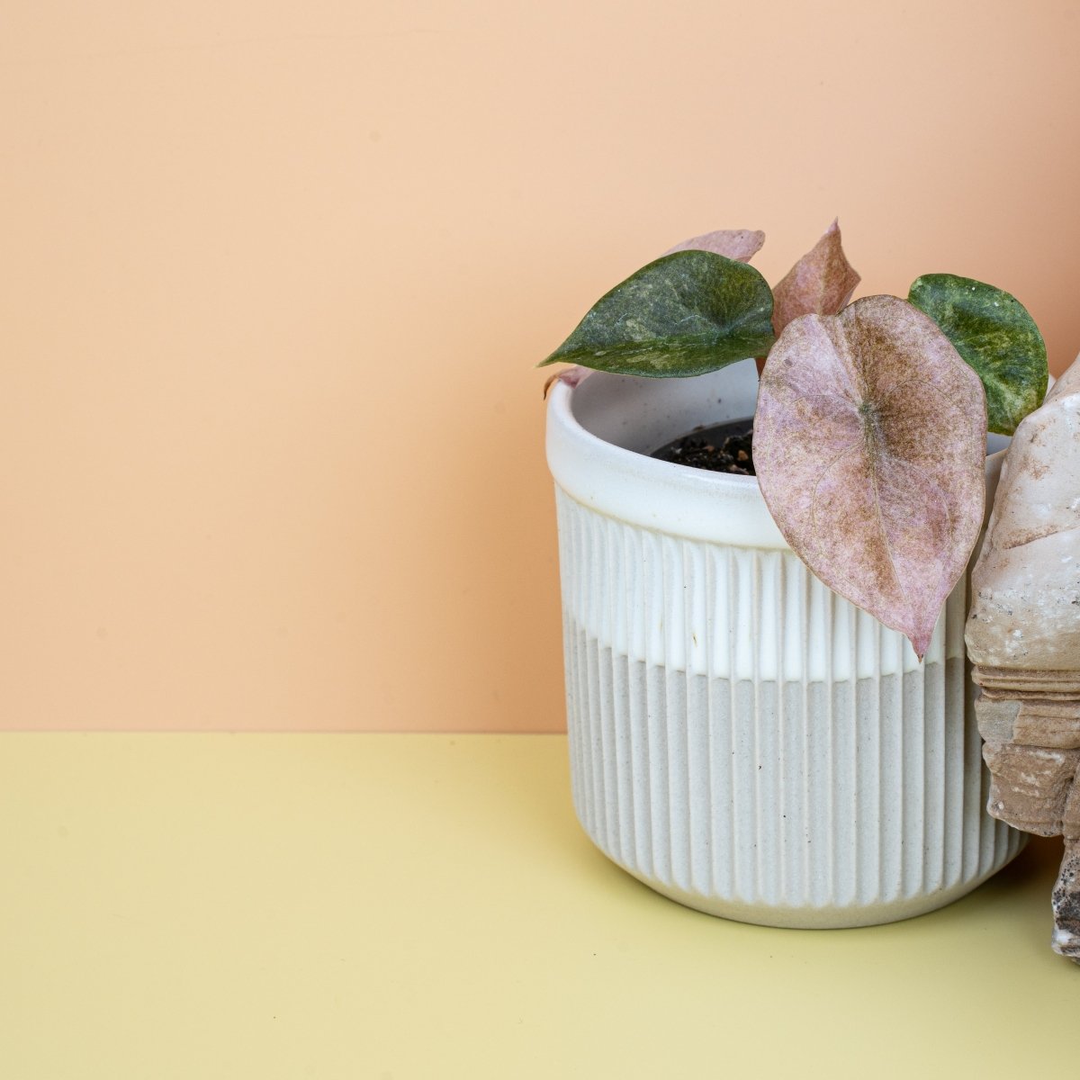 Alocasia Cuprea Red Secret Variegata online bestellen bei potflourri