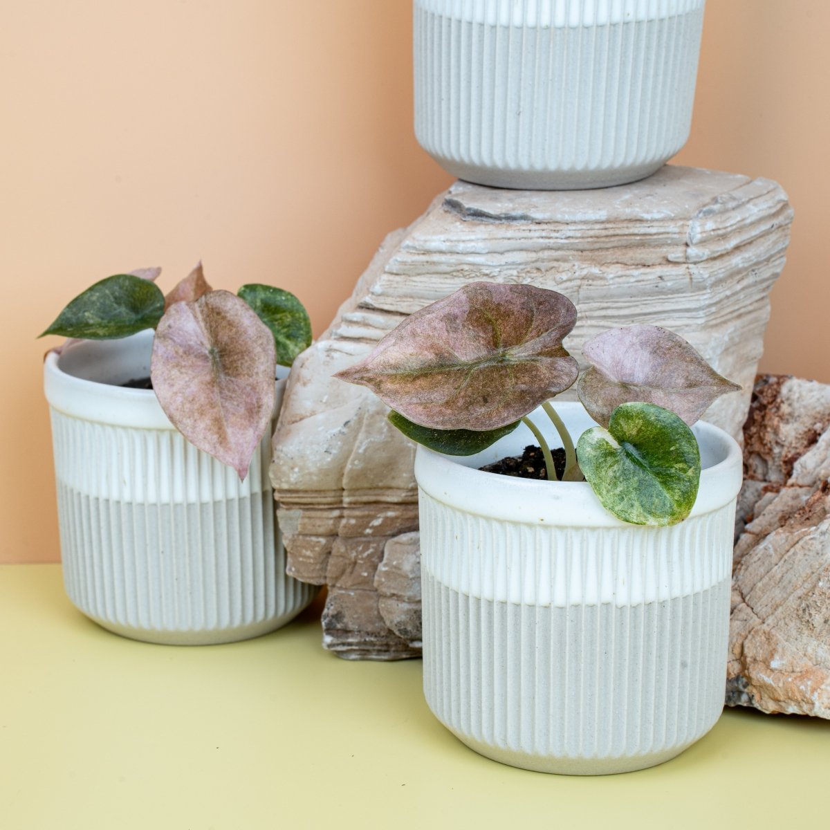 Alocasia Cuprea Red Secret Variegata online bestellen bei potflourri