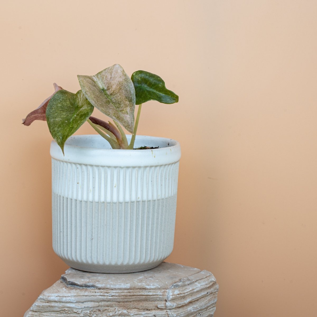 Alocasia Cuprea Red Secret Variegata online bestellen bei potflourri