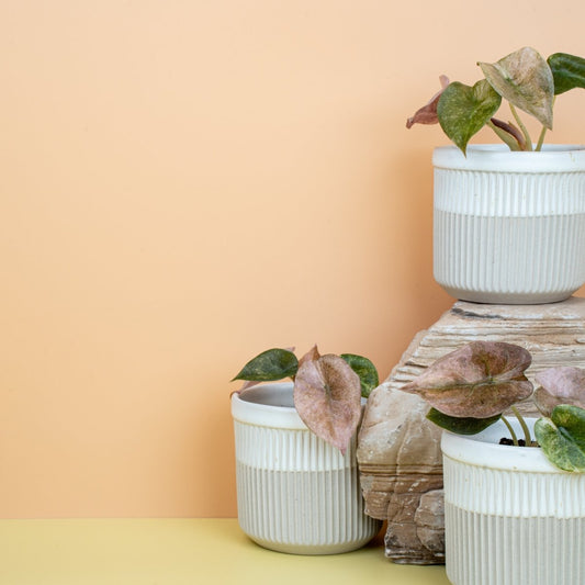 Alocasia Cuprea Red Secret Variegata online bestellen bei potflourri