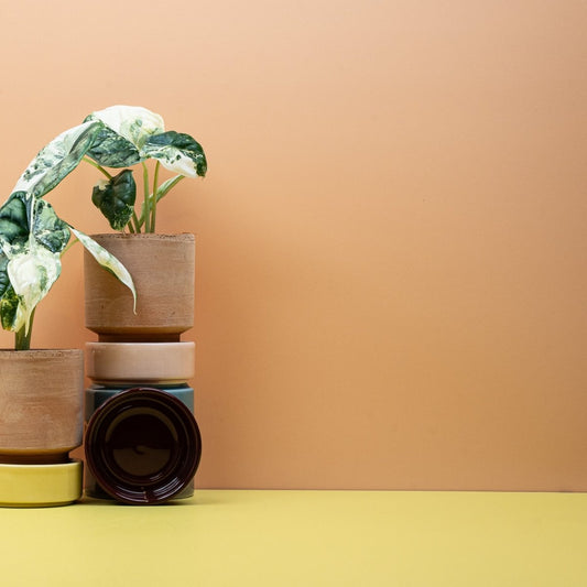 ALOCASIA DRAGON SCALE VARIEGATA online bestellen bei potflourri