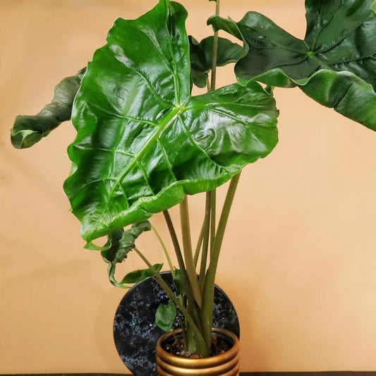 ALOCASIA DRAGON TAIL online bestellen bei potflourri