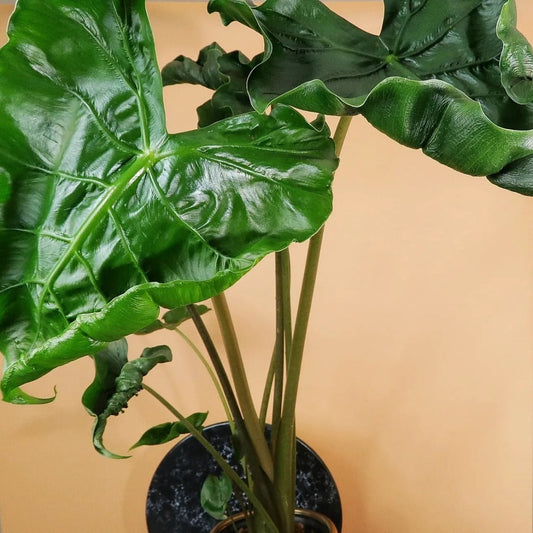 ALOCASIA DRAGON TAIL online bestellen bei potflourri