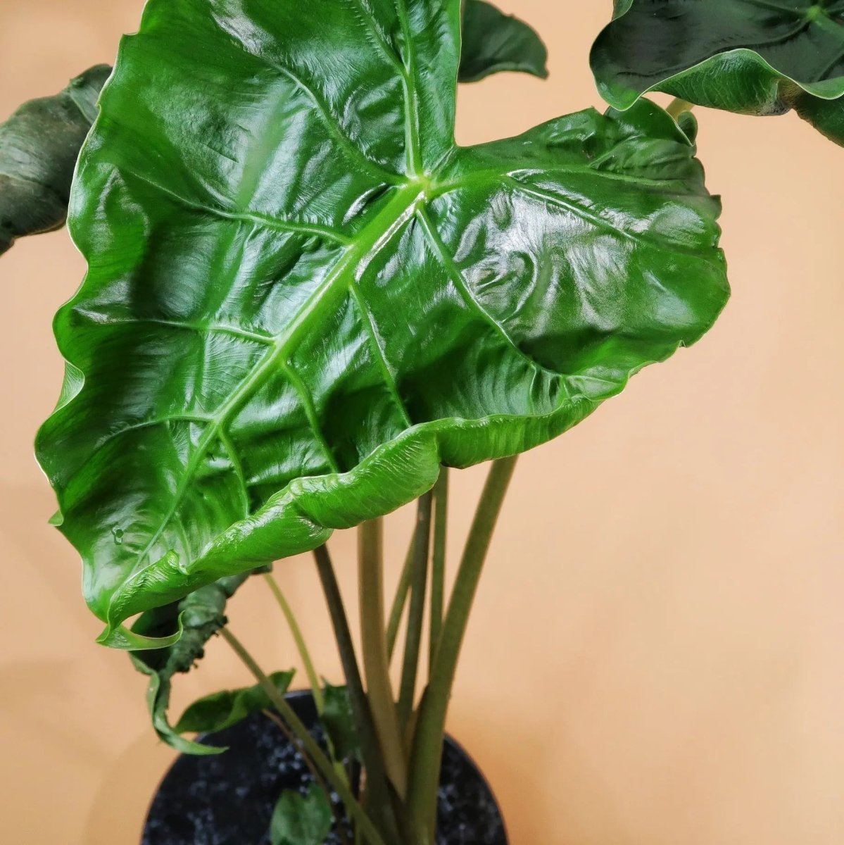 ALOCASIA DRAGON TAIL online bestellen bei potflourri