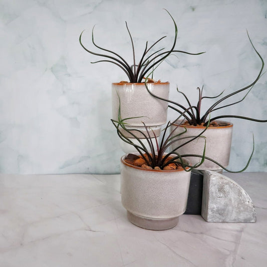 ALOCASIA FLYING SQUID online bestellen bei potflourri