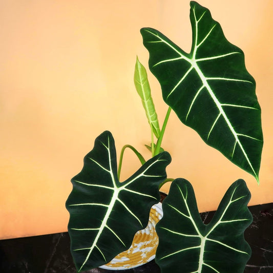 ALOCASIA FRYDEK online bestellen bei potflourri