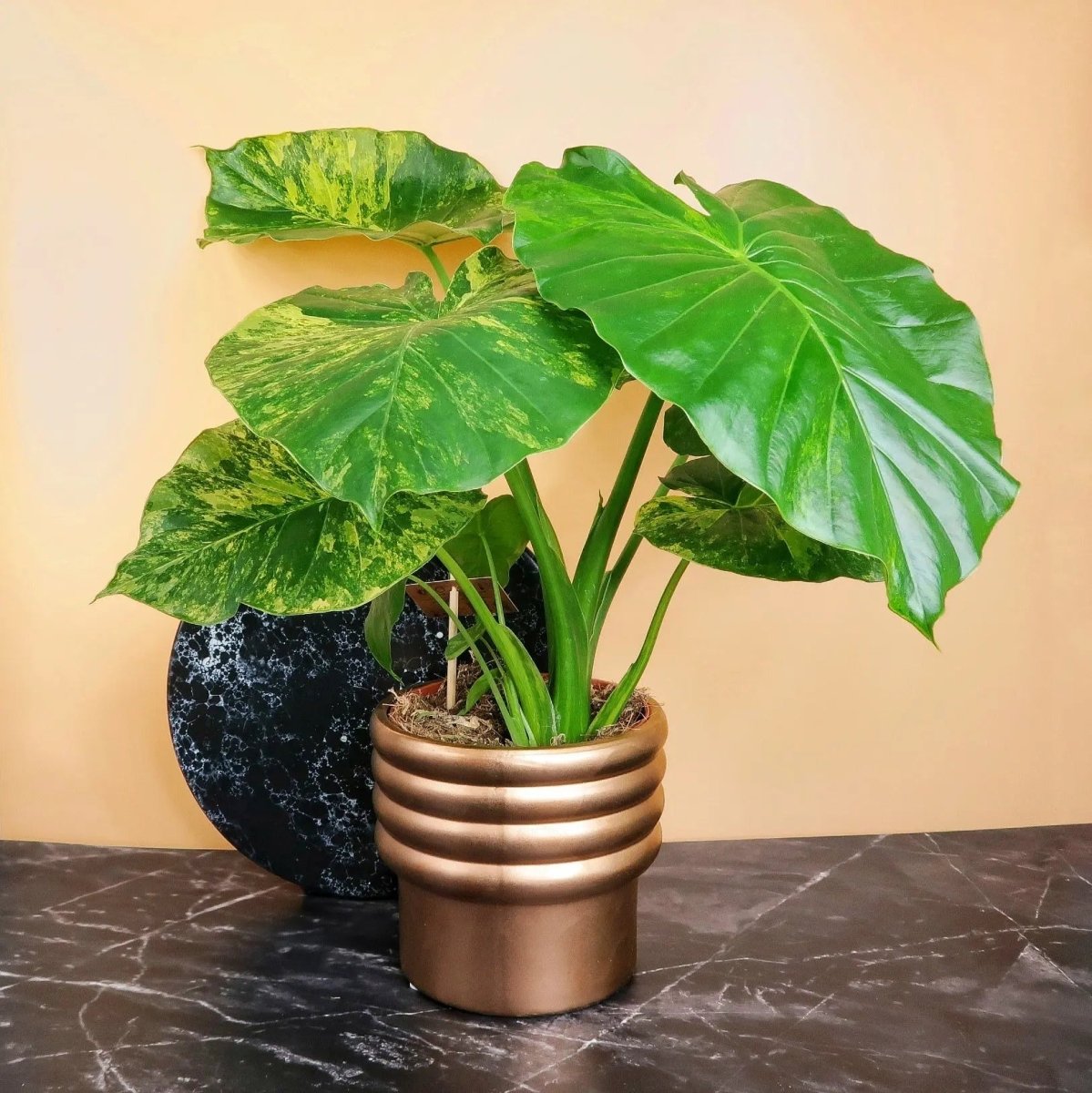 ALOCASIA GAGEANA VARIEGATA AUREA online kaufen bei potflourri