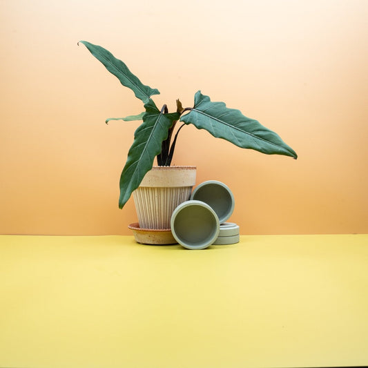 ALOCASIA LAUTERBACHIANA online bestellen bei potflourri