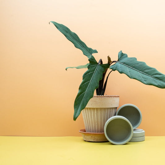 ALOCASIA LAUTERBACHIANA online bestellen bei potflourri