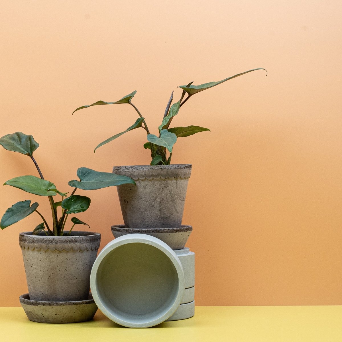 ALOCASIA LAUTERBACHIANA online bestellen bei potflourri