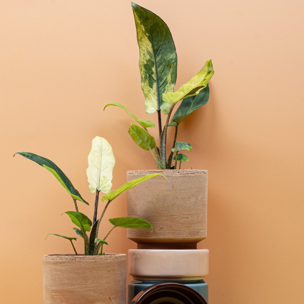 ALOCASIA LAUTERBACHIANA VARIEGATA AUREA online bestellen bei potflourri