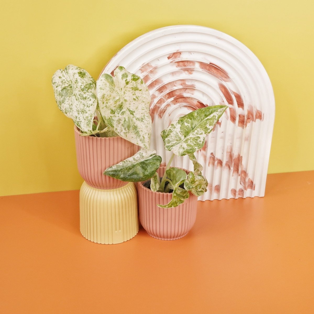 ALOCASIA MACRORRHIZA SPLASH online bestellen bei potflourri