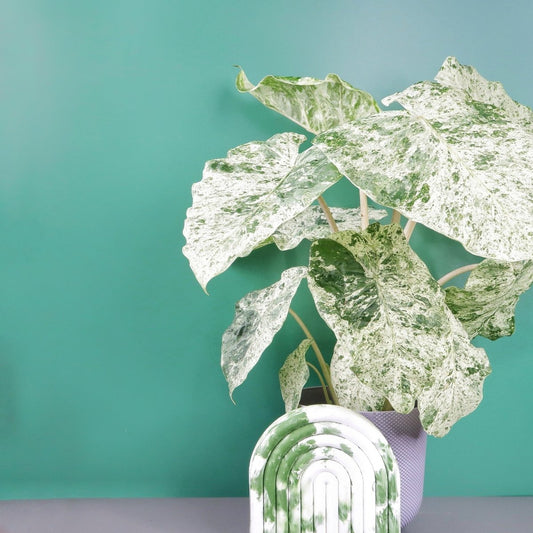 ALOCASIA MACRORRHIZA SPLASH online bestellen bei potflourri