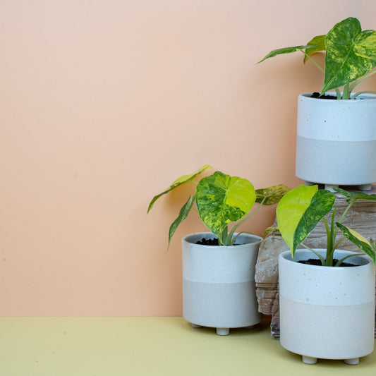 ALOCASIA MACRORRHIZA VARIEGATA AUREA online bestellen bei potflourri