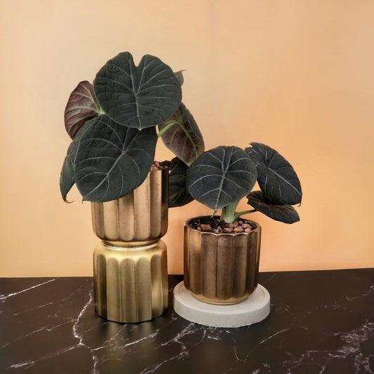ALOCASIA MAHARANI online bestellen bei potflourri