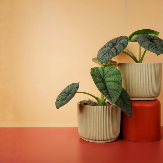 Alocasia Melo – Zimmerpflanze mit steinartiger Blattstruktur – potflourri