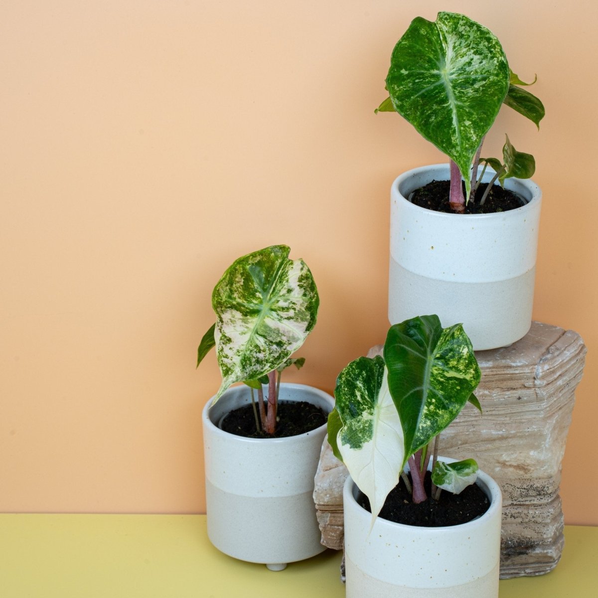 ALOCASIA NAIROBI NIGHTS VARIEGATA online bestellen bei potflourri