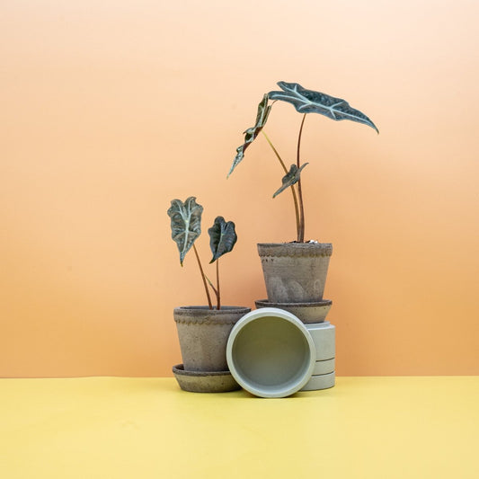 ALOCASIA NOBILIS online bestellen bei potflourri