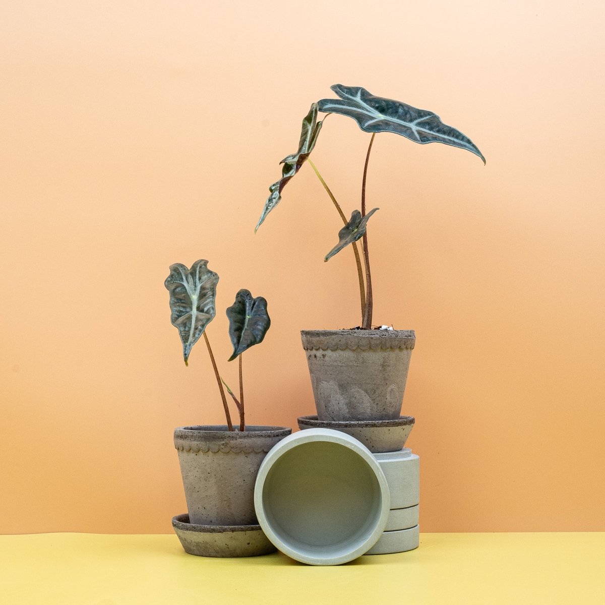 ALOCASIA NOBILIS online bestellen bei potflourri