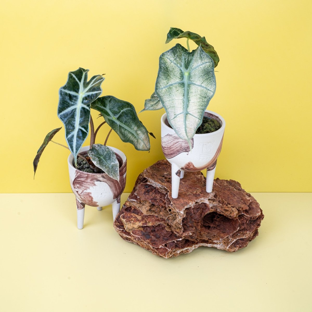 ALOCASIA POLLY VARIEGATA online bestellen bei potflourri