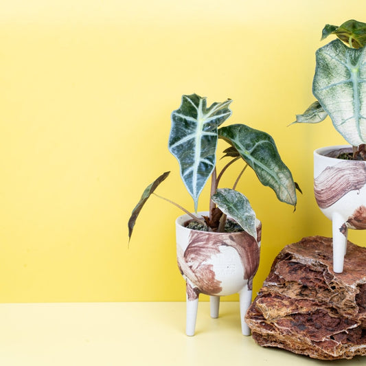 ALOCASIA POLLY VARIEGATA online bestellen bei potflourri