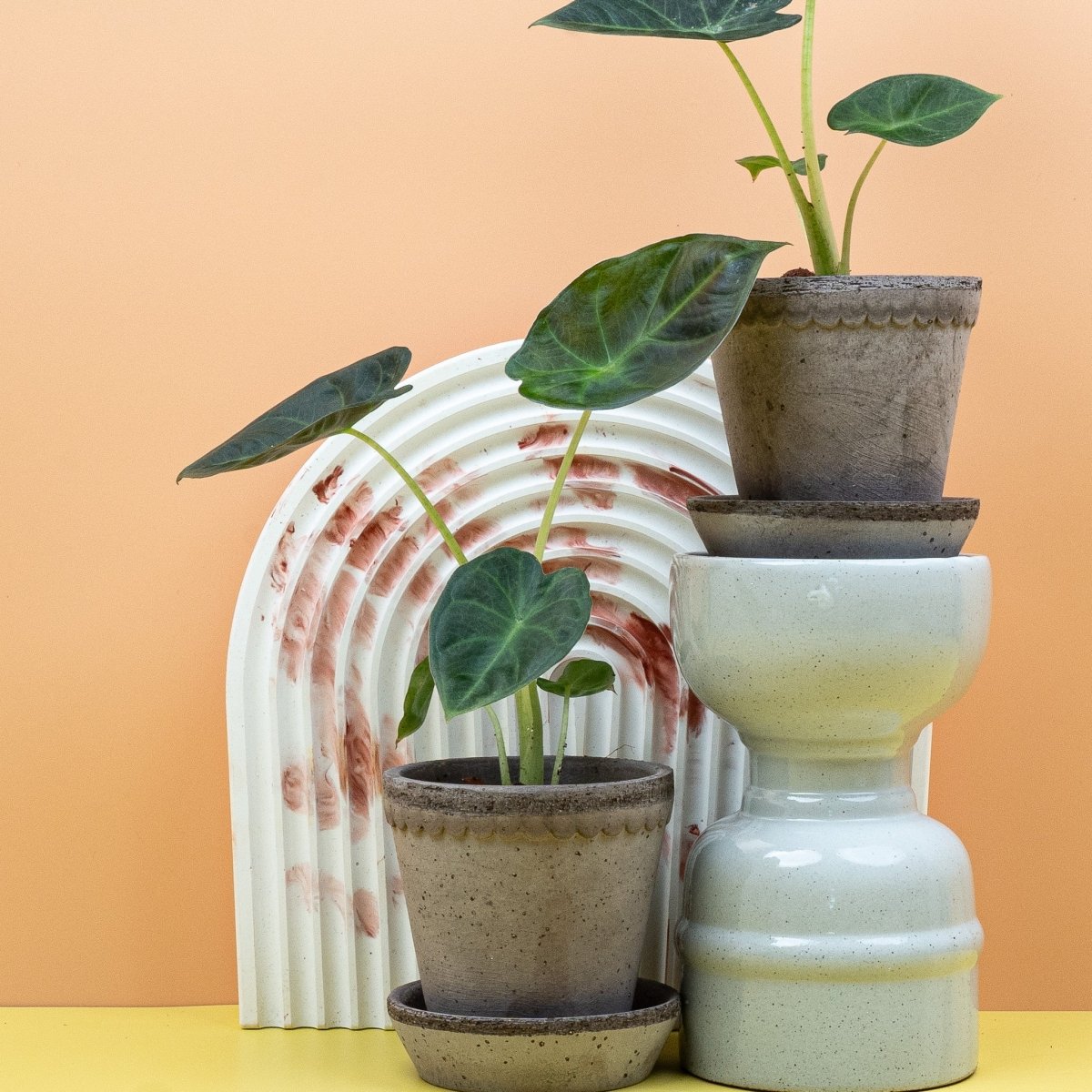 ALOCASIA REGAL SHIELD online bestellen bei potflourri