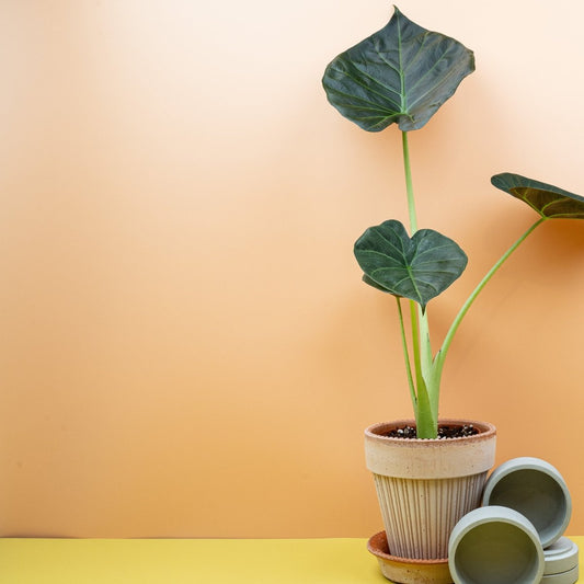 ALOCASIA REGAL SHIELD online bestellen bei potflourri