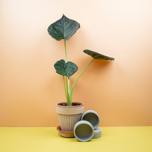 ALOCASIA REGAL SHIELD online bestellen bei potflourri