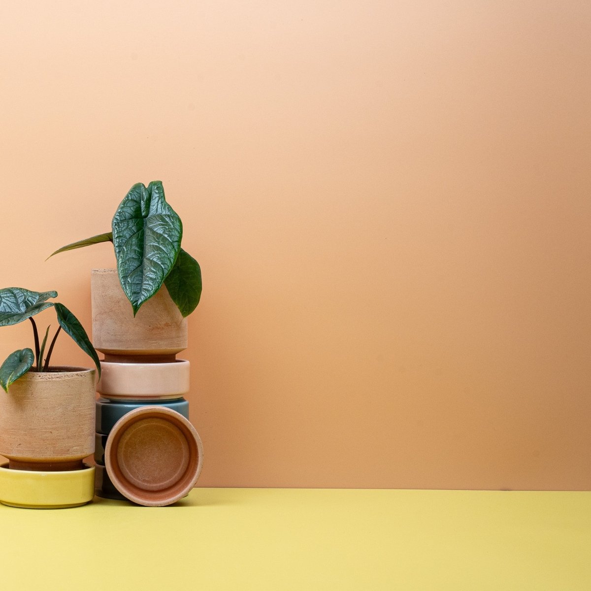 ALOCASIA SCALPRUM online bestellen bei potflourri