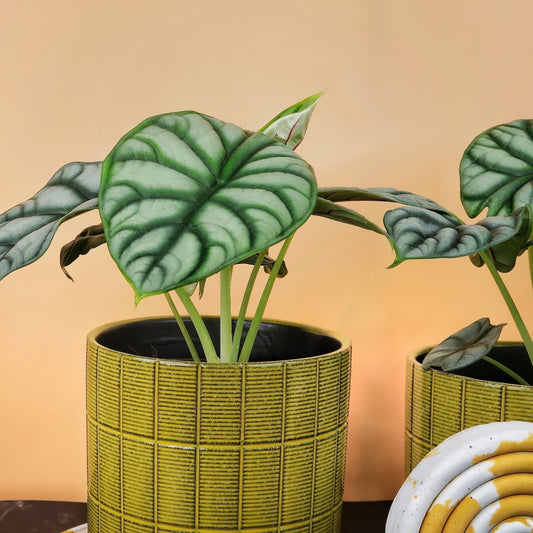 Alocasia Silver Dragon – Zimmerpflanze mit silbrigem Blattschimmer – potflourri
