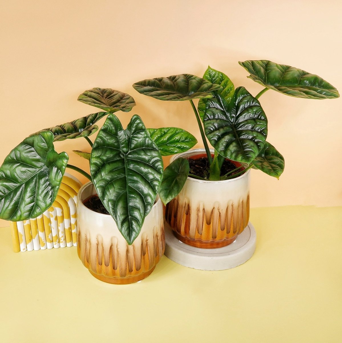 ALOCASIA SINUATA online bestellen bei potflourri