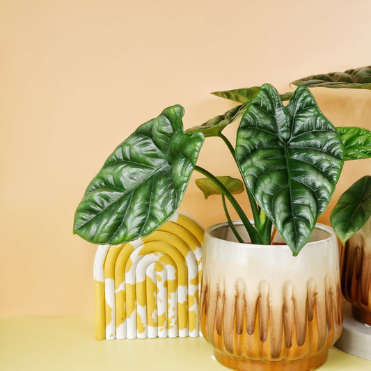 ALOCASIA SINUATA online bestellen bei potflourri